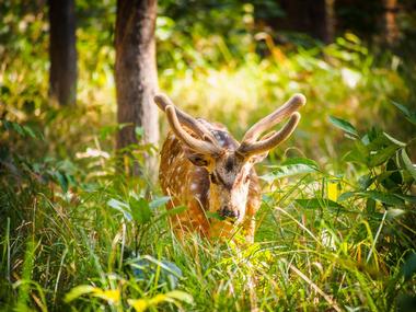 Bardiya National Park