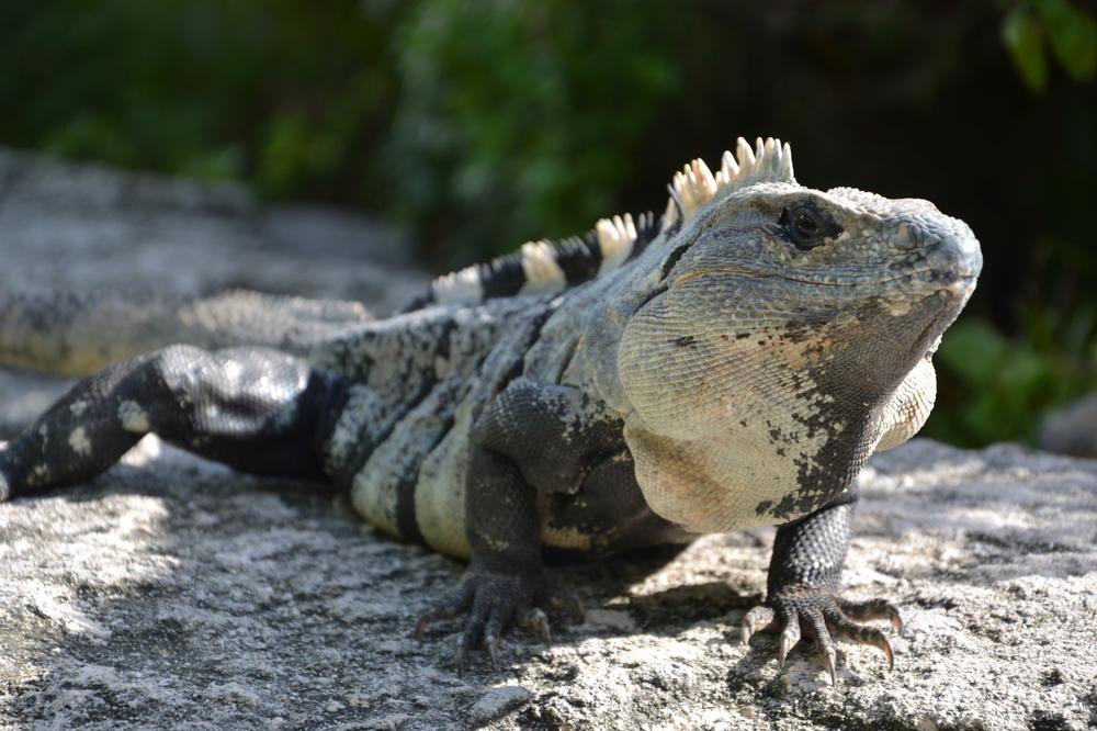 If You Love Wildlife, Spend a Day at Chapultepec Zoo