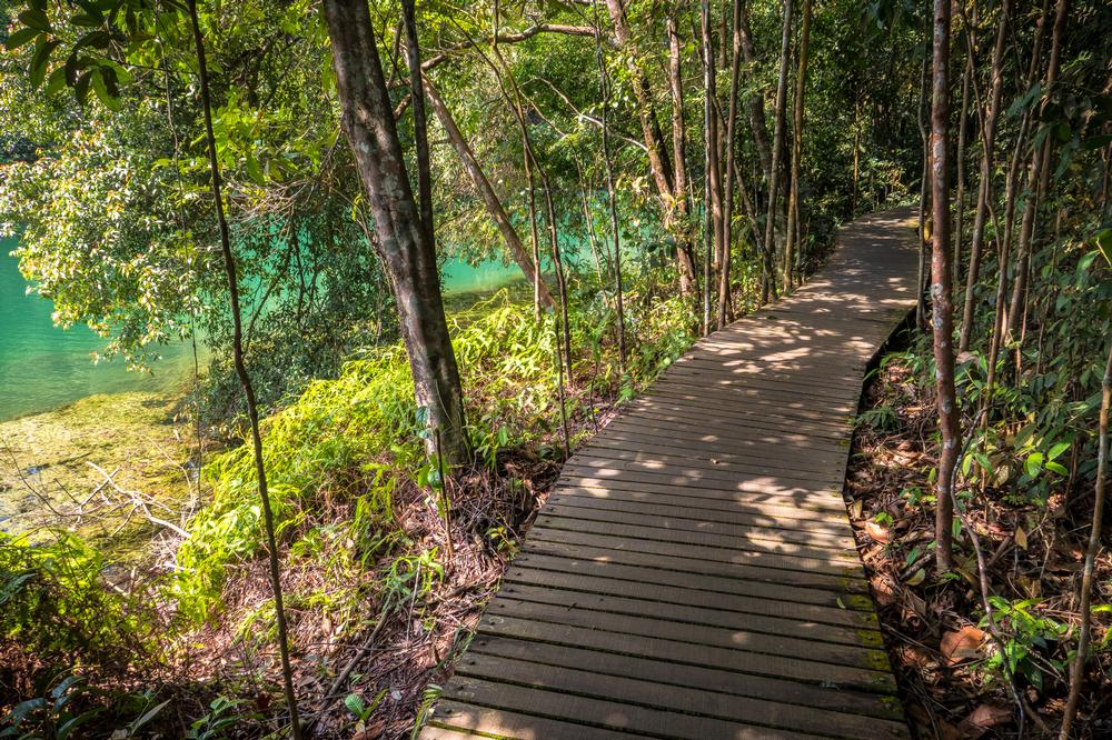 Hike the Wild Heart of the City on the MacRitchie Nature Trail