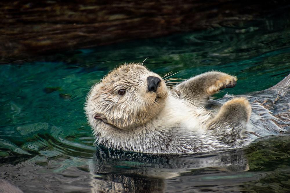 Texas State Aquarium