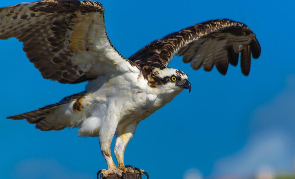 Loire-Anjou-Touraine Regional Nature Park | What to See in Loire Valley, France