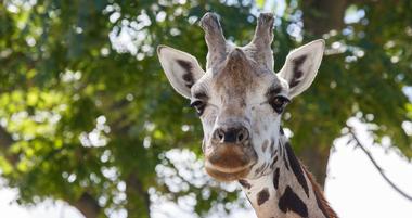 Reid Park Zoo