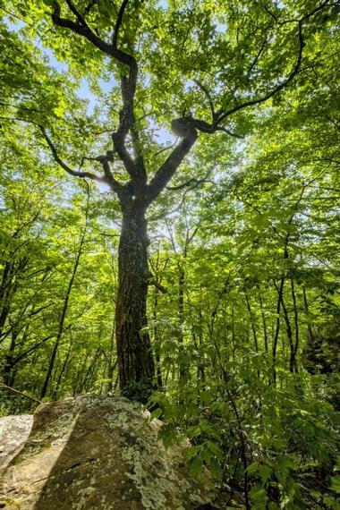 Cloudland Canyon State Park