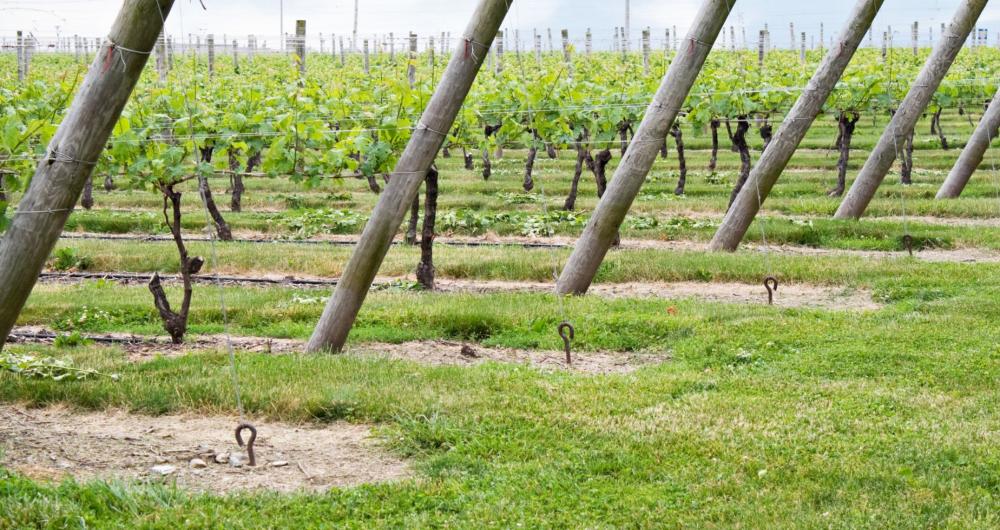 11 Rhode Island Wineries