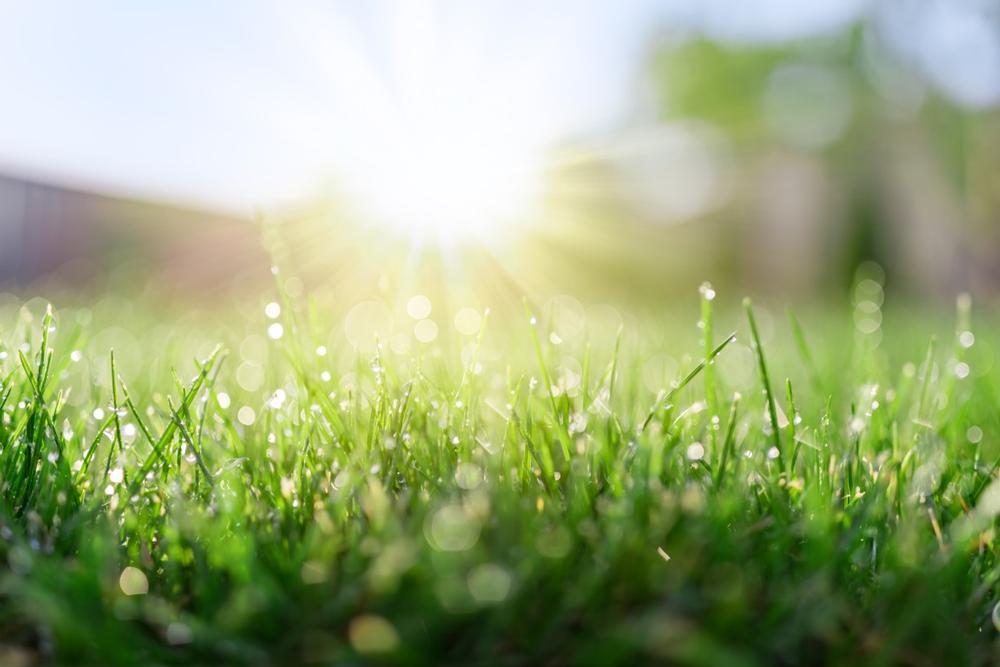 Unwind with the Family at Watson Park