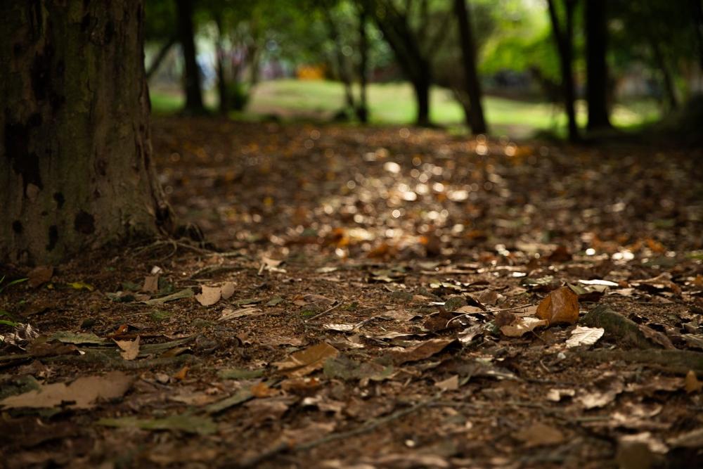 Play and Explore at Twin Bridge Park