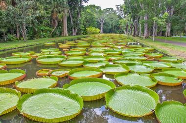 Curepipe Botanic Gardens