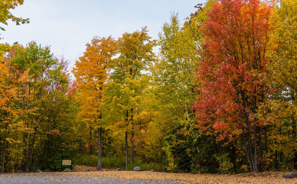 Hike Above the Clouds at Mount Philo State Park
