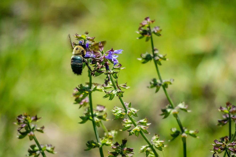 Spot Birds and Wildlife at Hagerman National Wildlife Refuge