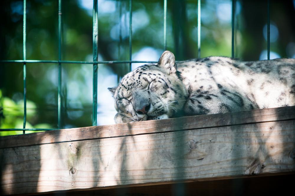 If You’re Wild About Animals, Visit America’s Teaching Zoo at Moorpark College