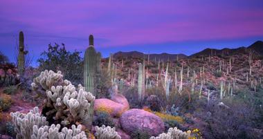 Saguaro National Park in Tucson