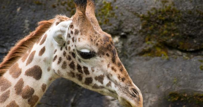 San Antonio Zoo