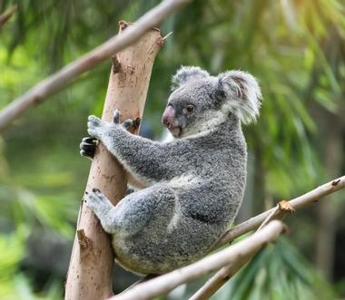 Lone Pine Koala Sanctuary