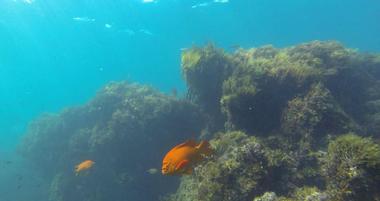 Sea Life Discovery Tours