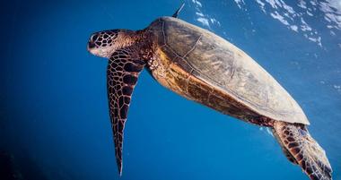Sea Turtle Inc.