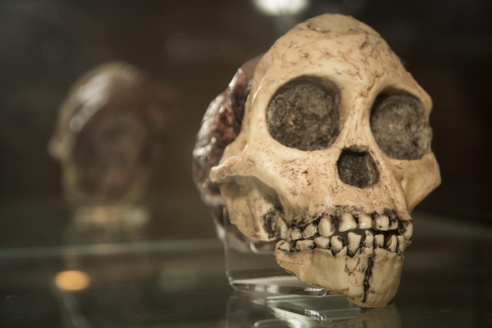 Neanderthal Museum | What to See in Dusseldorf, Germany