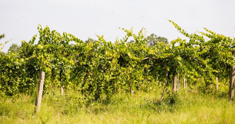 25 South Carolina Wineries