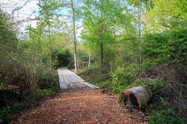 Charlotte Couch Birding Platform