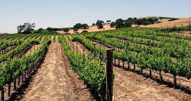 Sustainable Vine Wine Tours