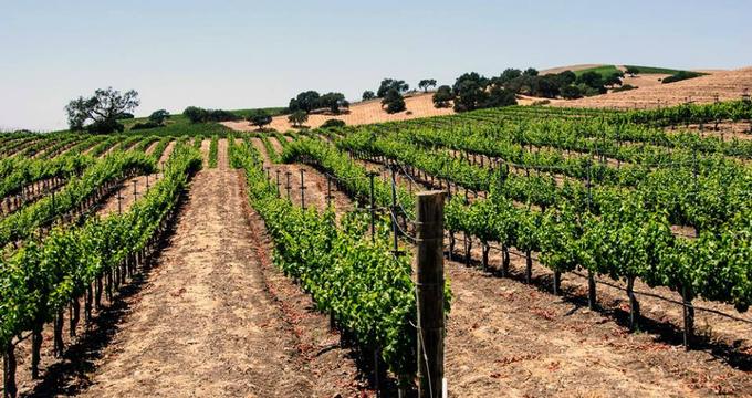 Best Things to Do in Santa Barbara, CA: Sustainable Vine Wine Tours