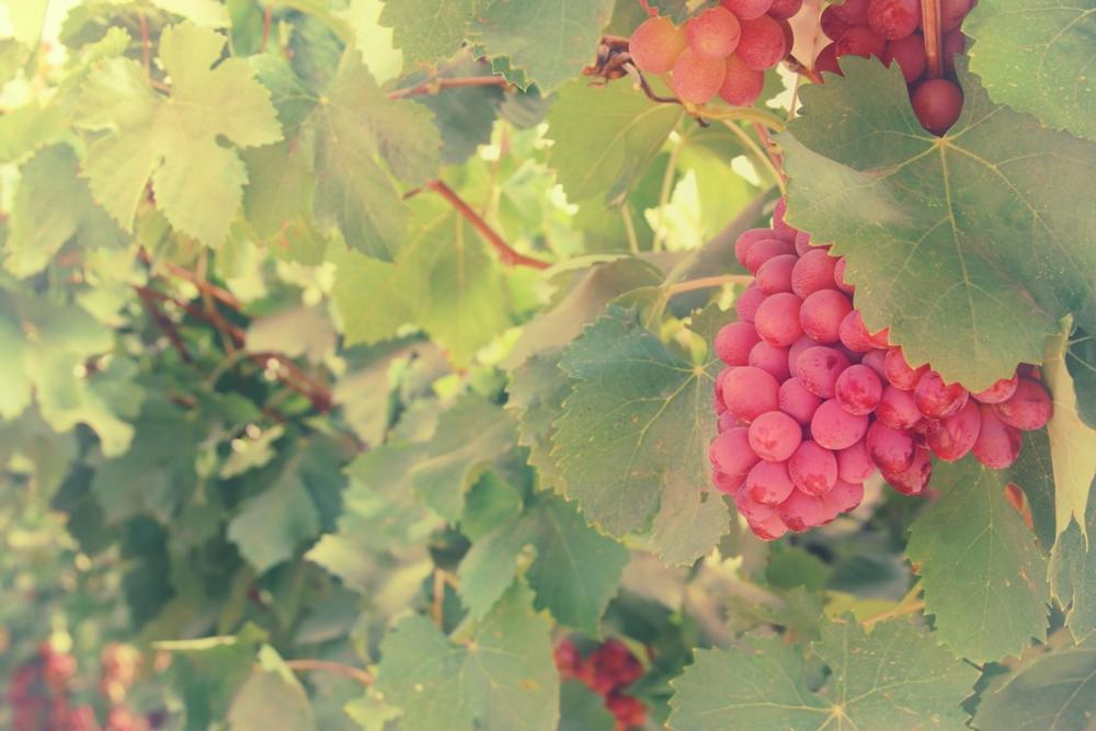 I like stopping at Texas vineyards year-round
