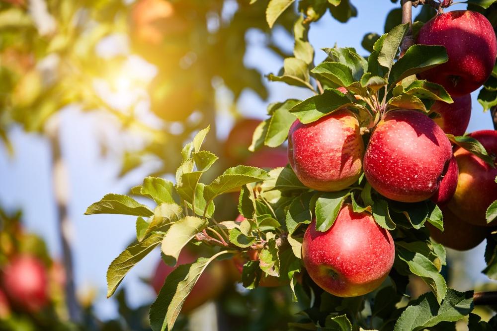 Celebrate Fall’s Bounty During Apple Picking Season in Oregon
