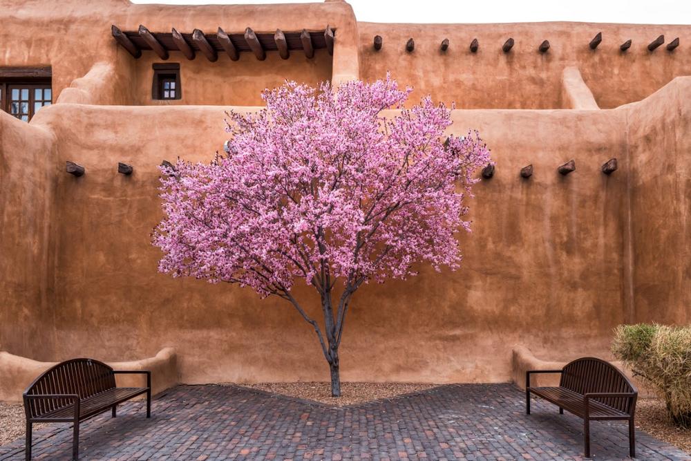 Explore historic adobe architecture or admire vibrant Southwestern art galleries.
