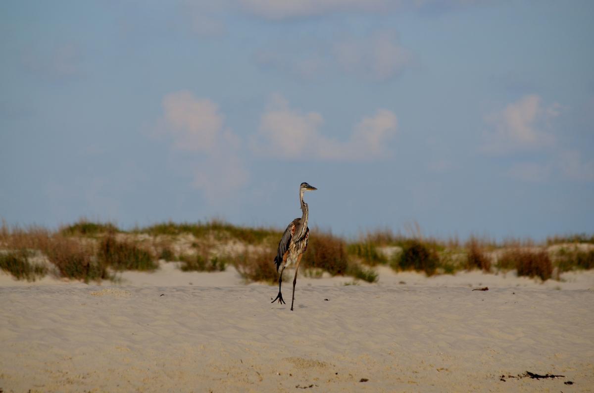 Spotting great blue heron on the beach in Alabama