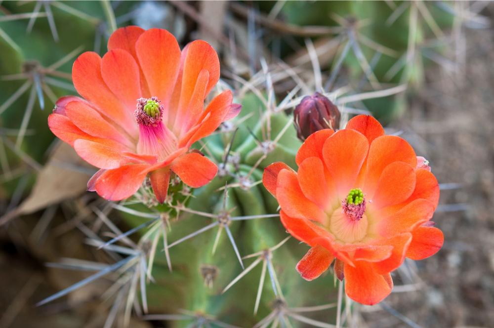Boyce Thompson Arboretum - 1 hour east of Phoenix, AZ