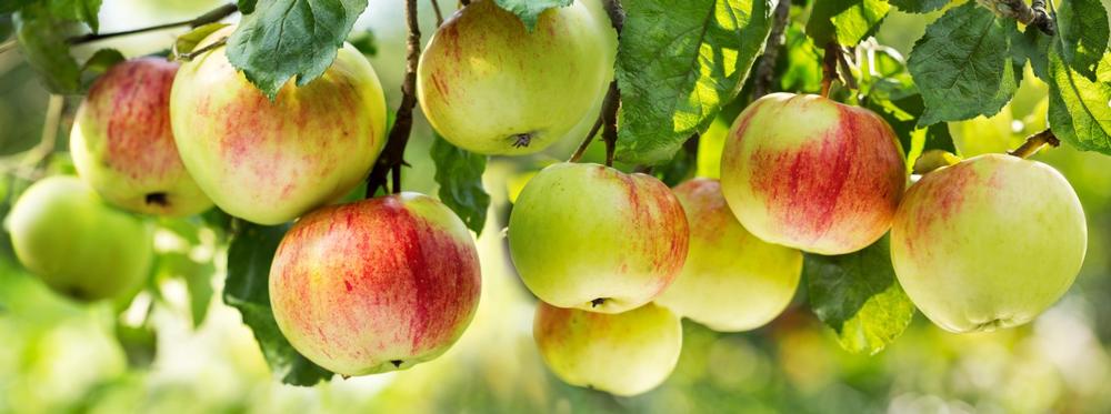 Harvest Sweet Memories at Kiyokawa Family Orchards