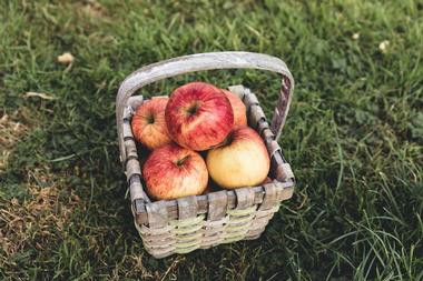 Pine Tree Apple Orchard