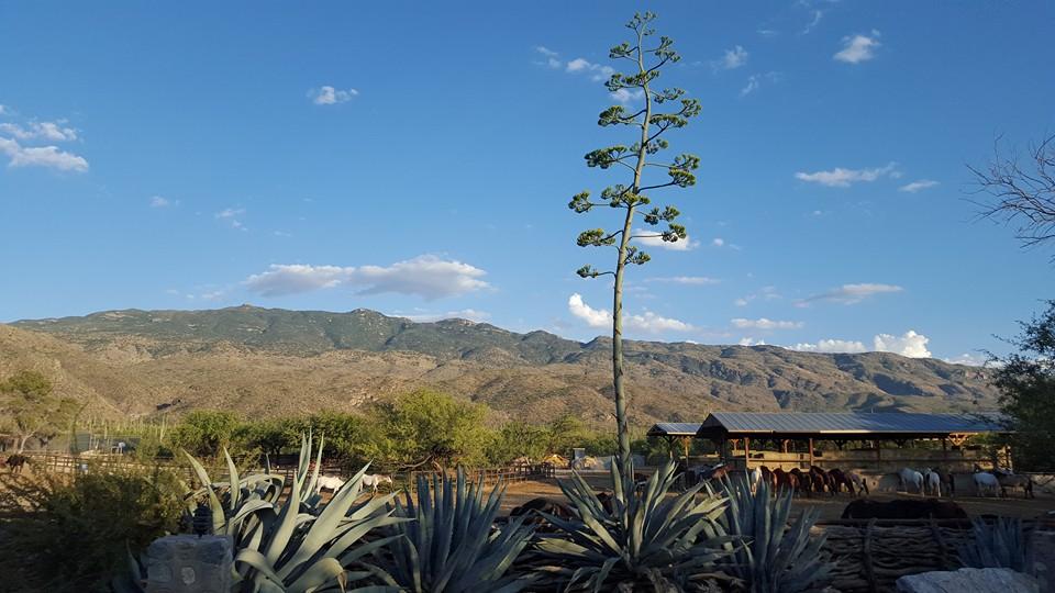 Saddle Up for Desert Adventures and Ranch Life at Tanque Verde Ranch