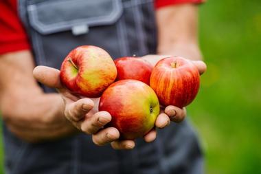 Shelburne Orchards