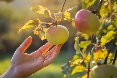 Burtt's Apple Orchard