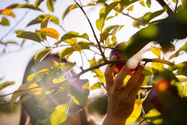 LuceLine Orchard