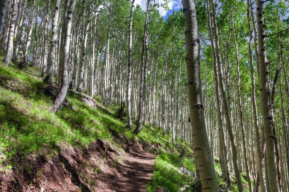 Hike through towering pine trees and discover scenic mountain trails.