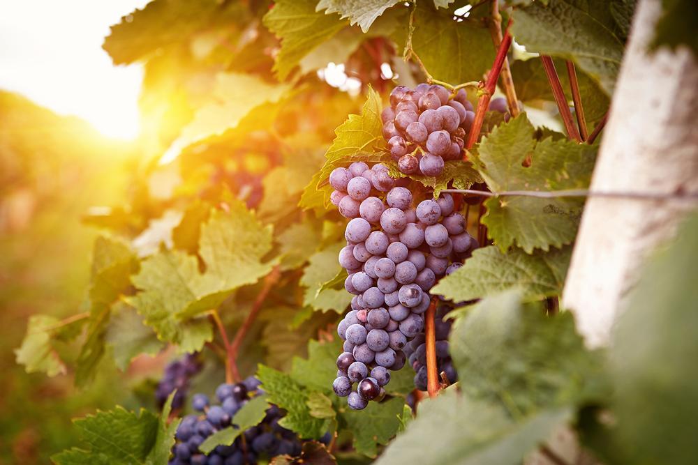 If You Love Wine and Spirits, Soar Into Flavor at Flying Leap Vineyards