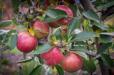 Apple Jack Orchards