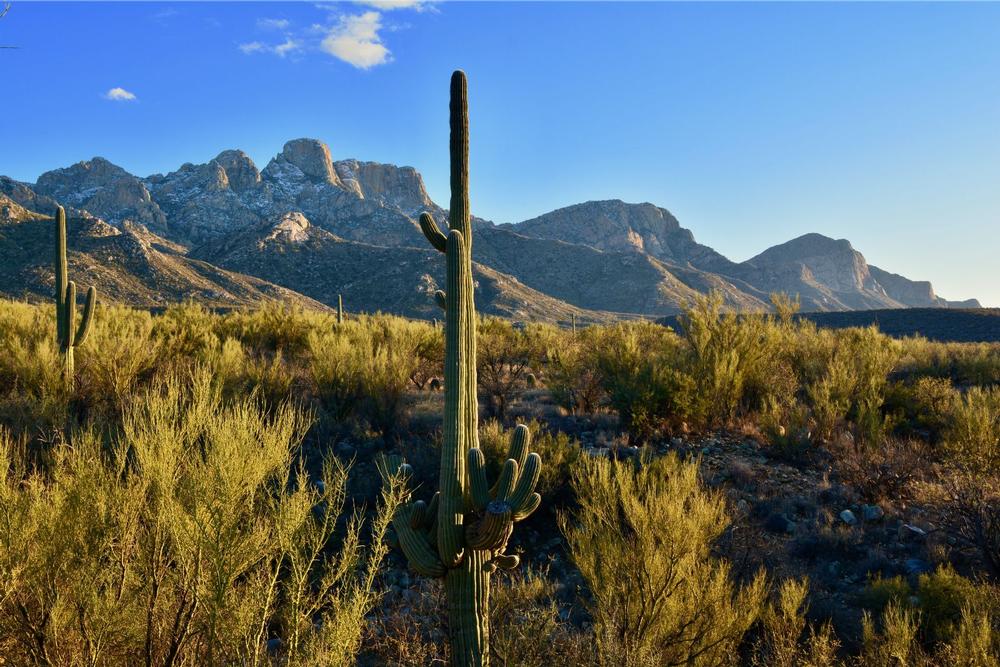 Catalina State Park, Arizona - just 30 minutes north of downtown Tucson