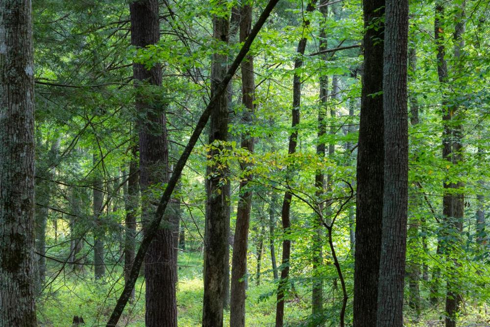 Go hiking through dense woodlands and admire stunning Appalachian views.