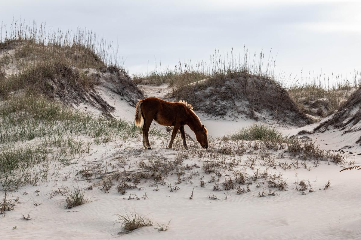 Carova Beach Wild horse and dunes