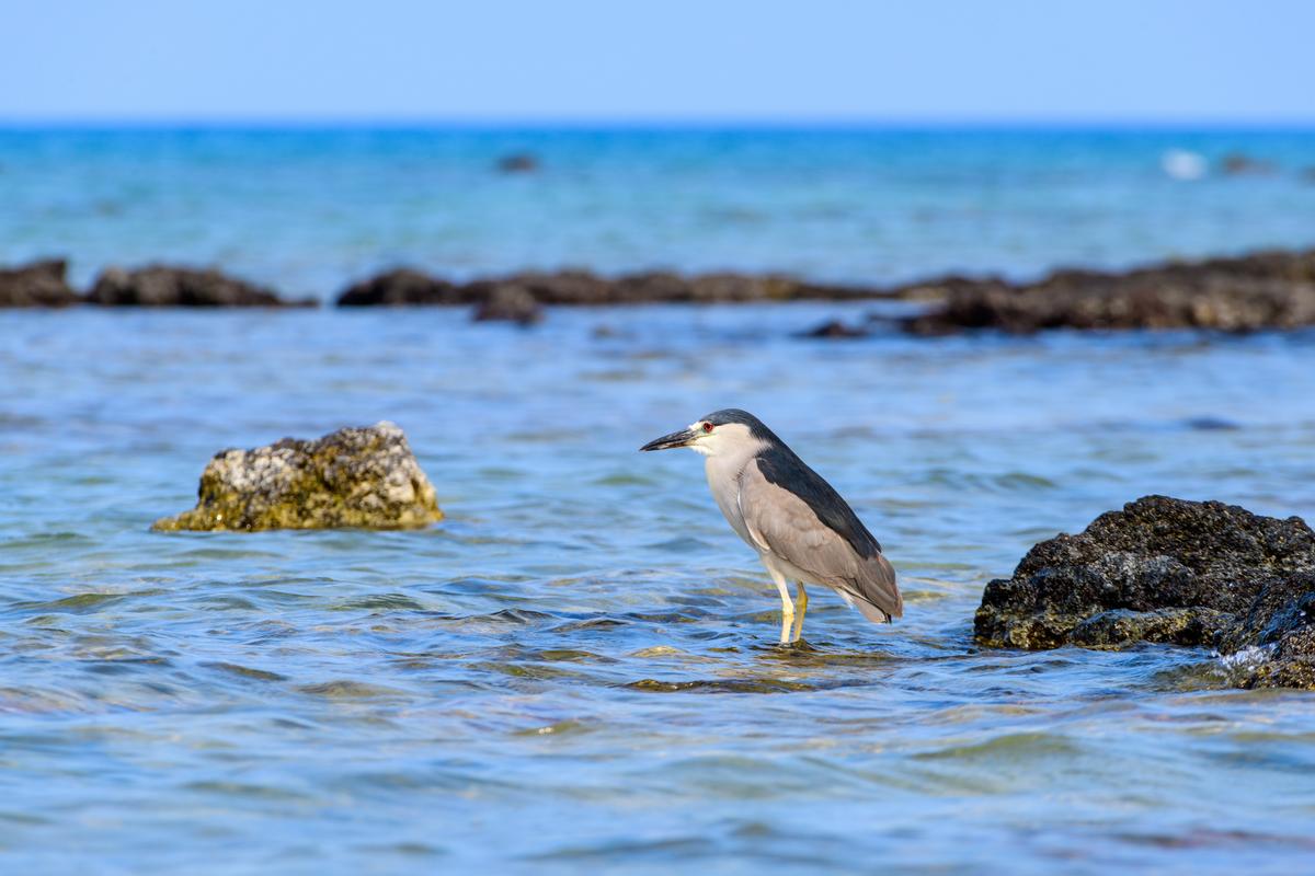 Snorkel in calm shallows and watch sea turtles on an easy family outing.