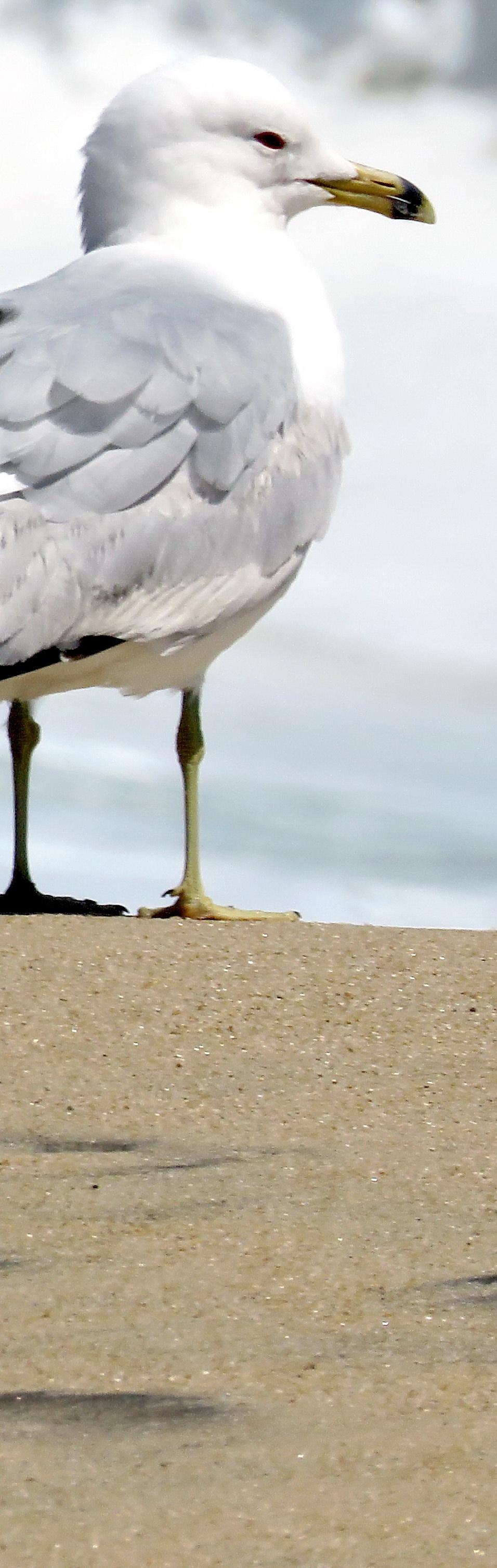 Enjoy quiet walks on the beach and peaceful coastal charm.