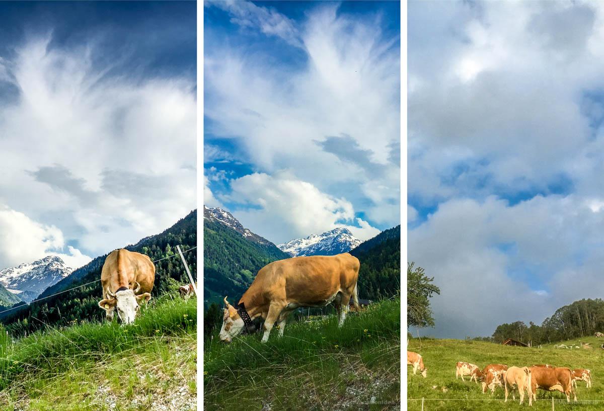 I took this photo of mountain scenery and cows in Nendaz