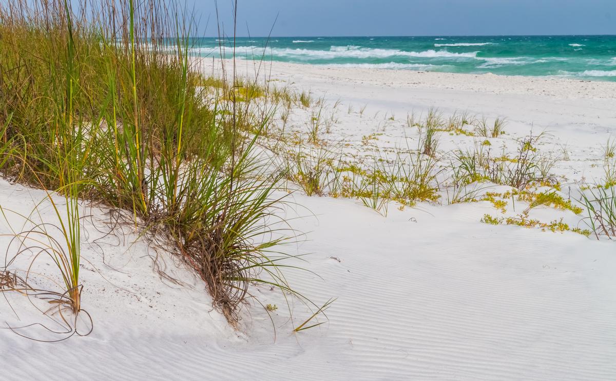 Sea Oats Growing on White Sand Dunes