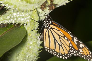 Pleasant Valley Wildlife Sanctuary | Things to Do in the Berkshires, Massachusetts