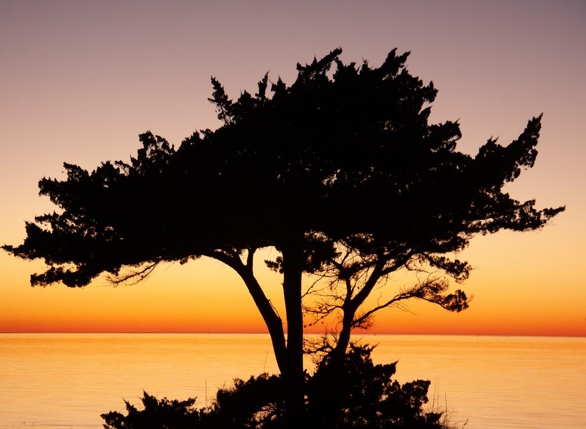 Tree at sunset
