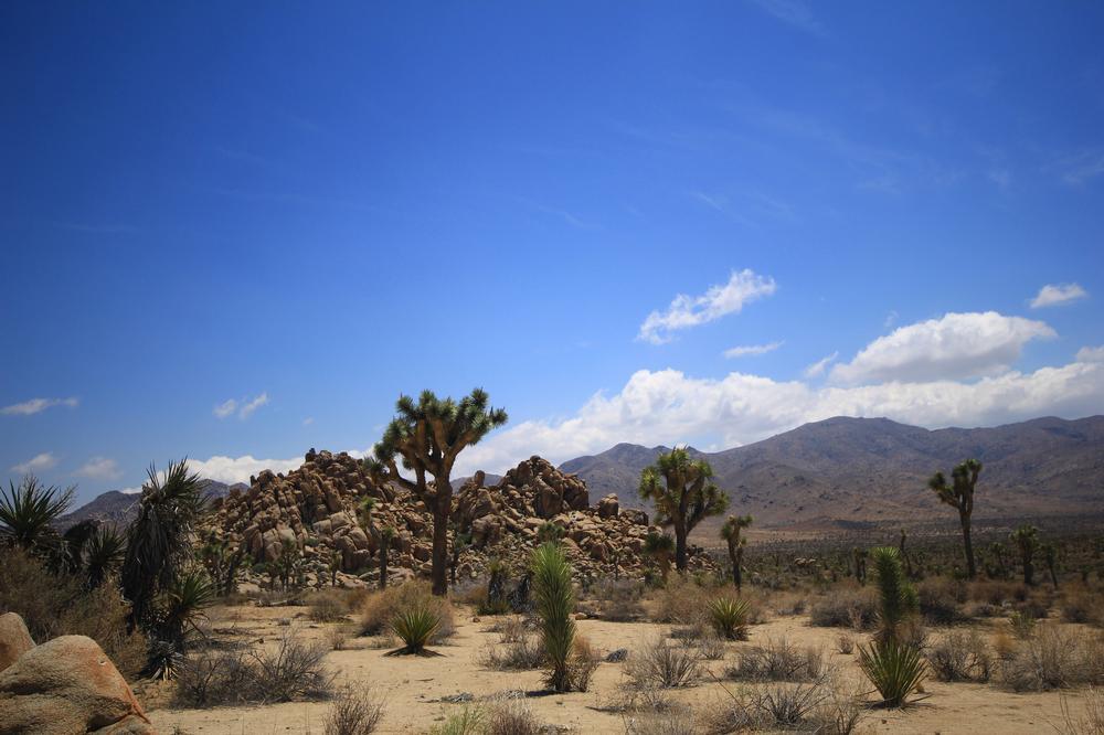 Take the kids to Joshua Tree National Park, USA