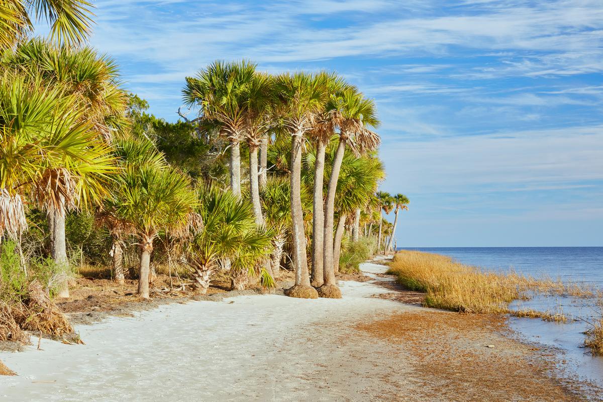 Palm trees along the narrow beach at St. Marks National Wildlife Refuge