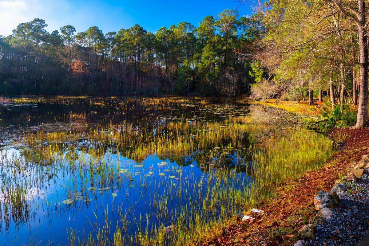 St. Marks National Wildlife Refuge at sunrise